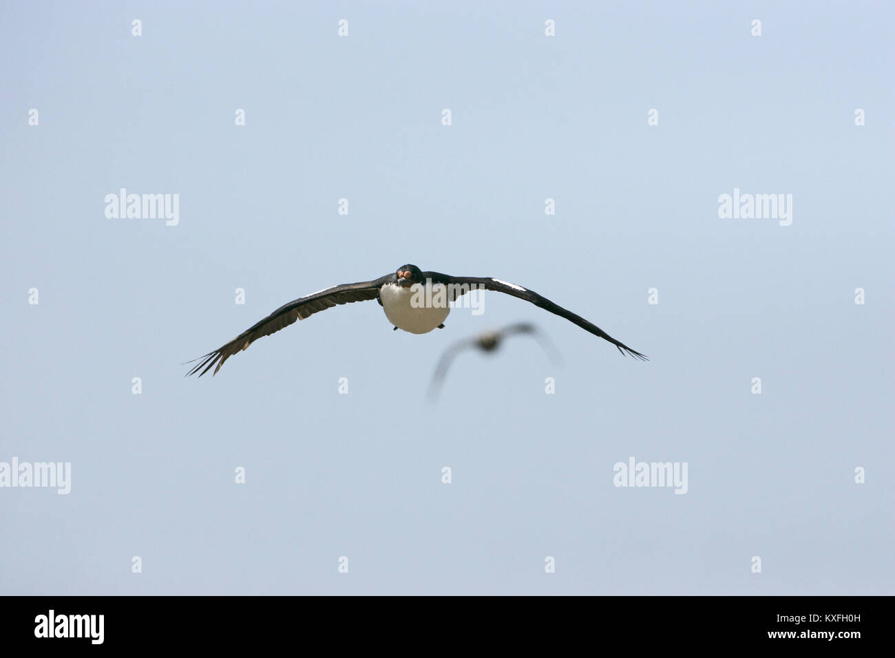 Shag Leucocarbo atriceps impériale en vol au dessus de la colonie de nidification des îles Falkland Banque D'Images