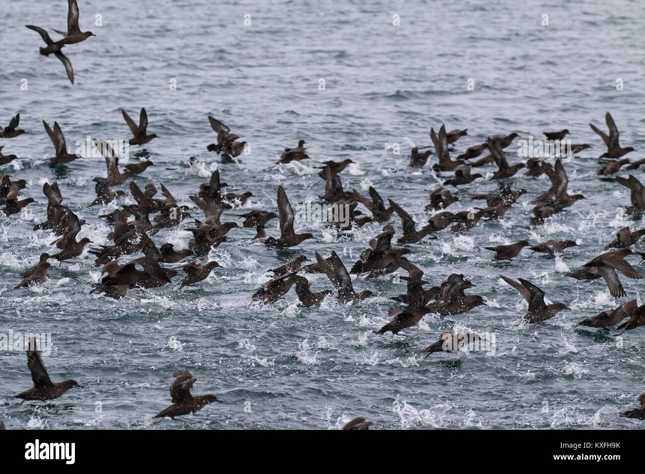 Puffin fuligineux (Puffinus griseus troupeau au large de l'Île du rein, des îles Malouines dans l'océan Atlantique Sud Banque D'Images