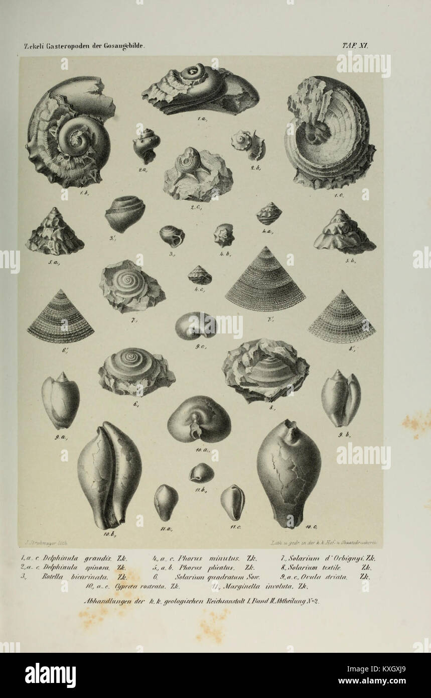 Publication scientifique publiée par l'Institut impérial et royal de géologie, présentant les recherches géologiques et en sciences naturelles qui ont fait progresser les connaissances géologiques au cours du XIXe siècle et du début du XXe siècle. Banque D'Images