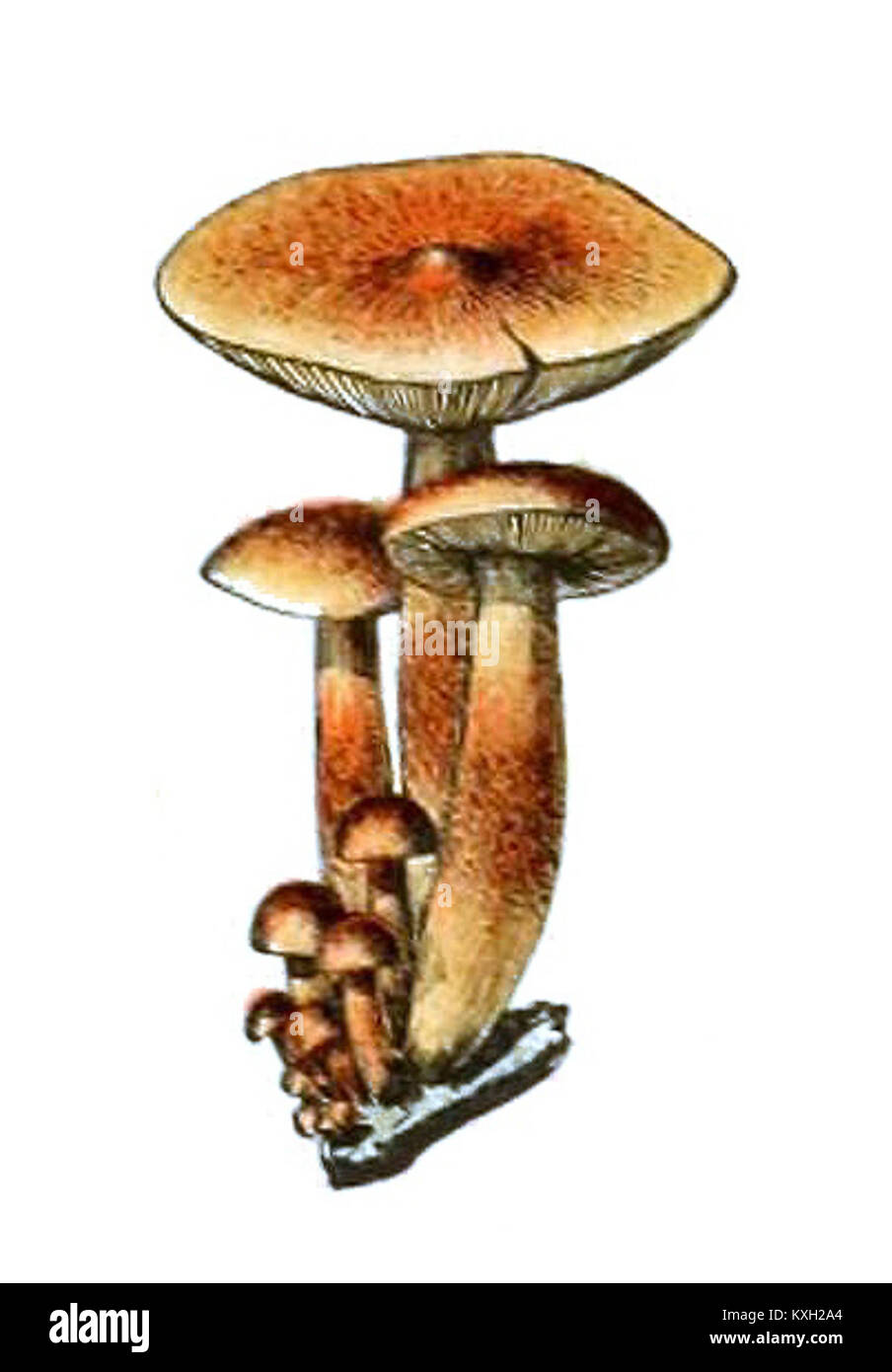 Adolphe Millot champignons-pour tous-fixe (002) Banque D'Images