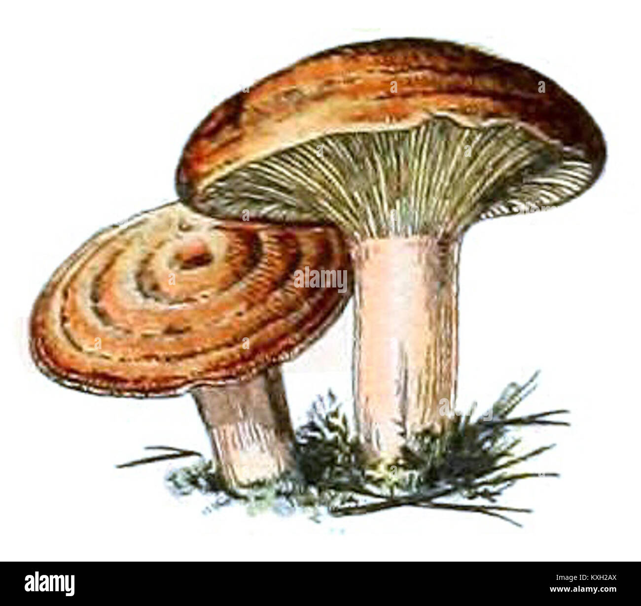 Cette image montre une assiette de champignons de 'champignons pour tous' d'Adolphe Millot, une œuvre botanique offrant des illustrations détaillées de diverses espèces de champignons. Les travaux de Millot ont contribué à la compréhension scientifique de la mycologie. Banque D'Images