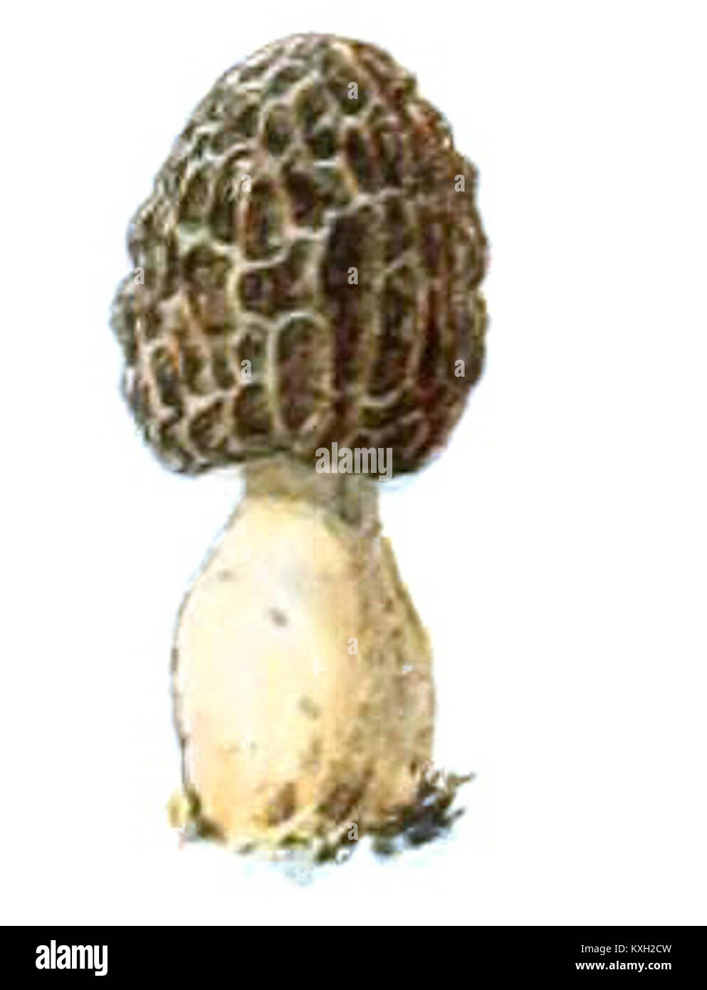 Une illustration par Adolphe Millot de 'champignons pour tous', montrant divers champignons comestibles avec des dessins botaniques détaillés à des fins d'identification. Banque D'Images