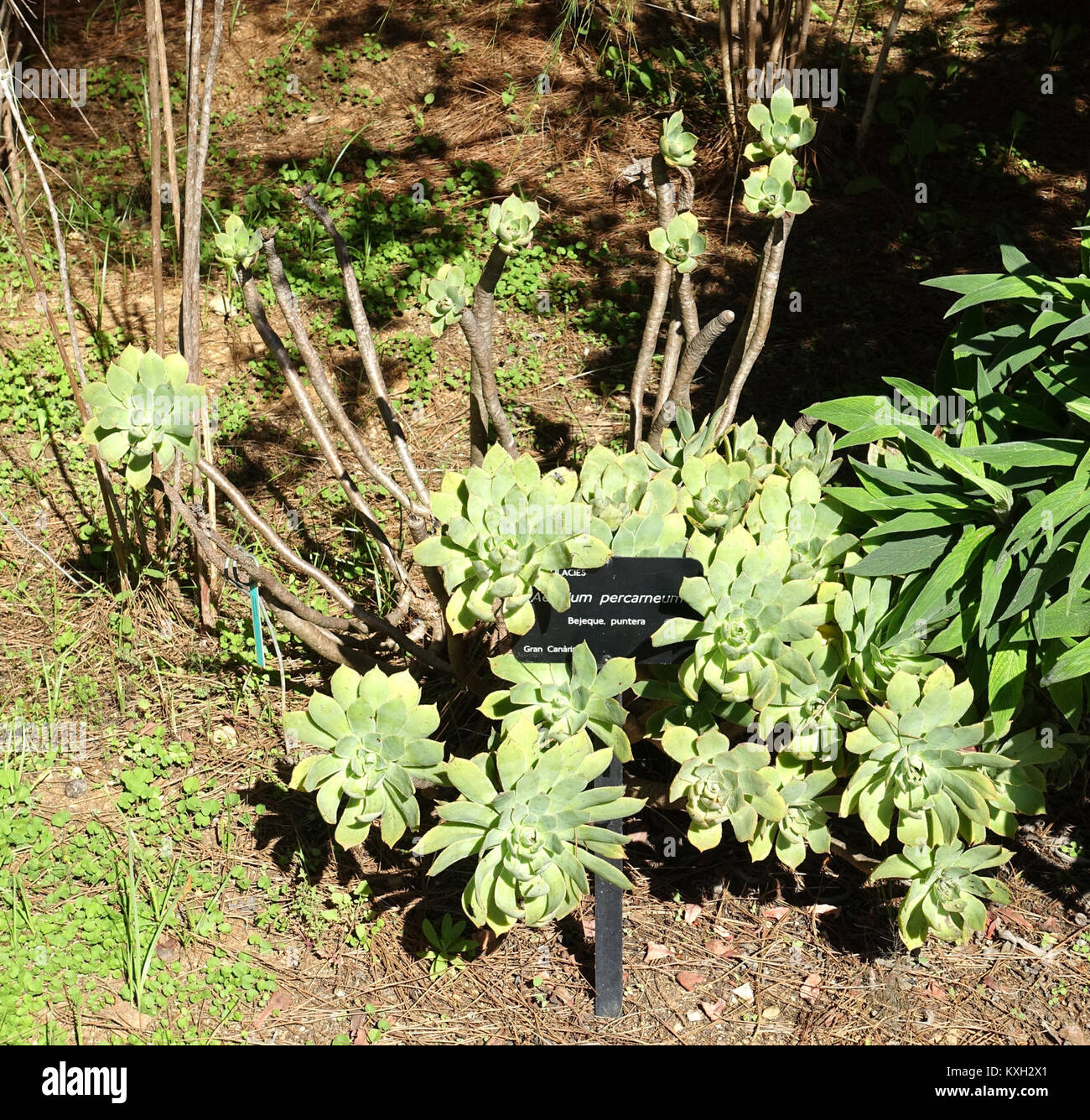 Aeonium percarneum - Jardín Botánico de Barcelona - Barcelone, Espagne - DSC09131 Banque D'Images