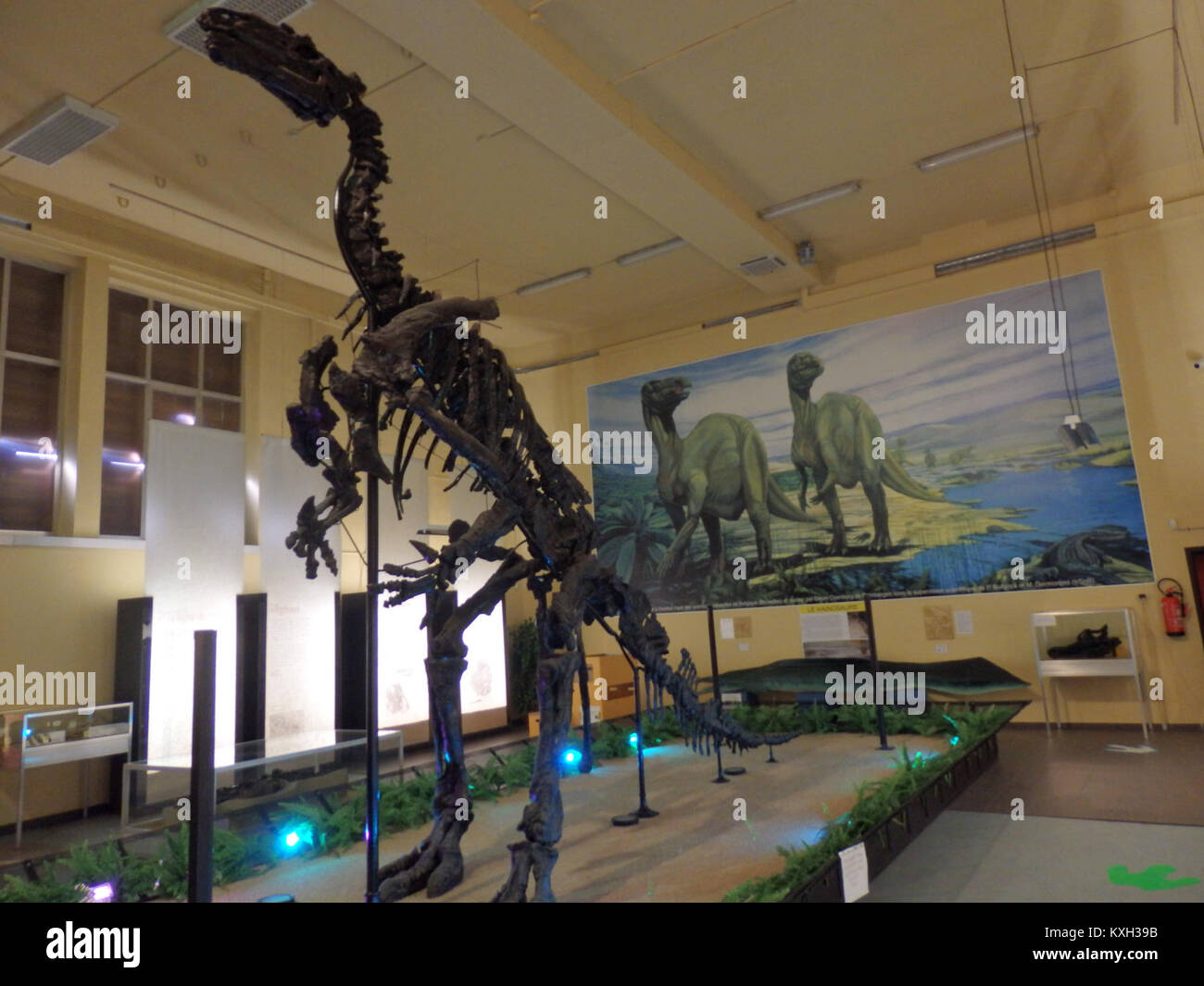 Le moulage de squelette d'Iguanodon bernissartensis est exposé au Musée Iguanodon de Bernissart, en Belgique, mettant en valeur ce spécimen important de dinosaure. Banque D'Images