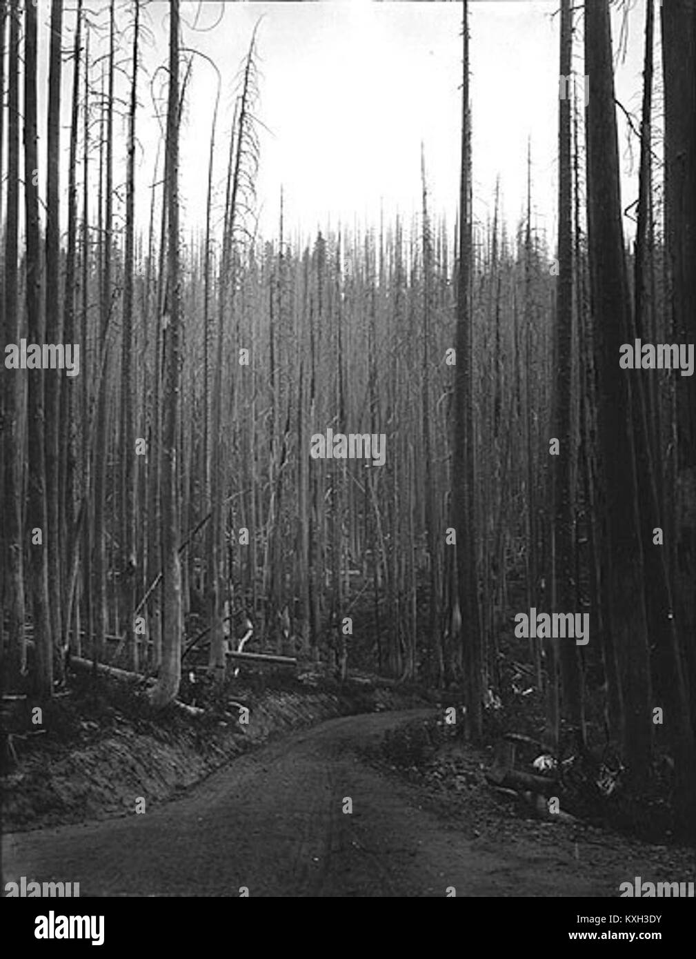 Une photographie historique de l'État de Washington vers 1908 montrant les conséquences d'un incendie de forêt, montrant des arbres brûlés, des dégâts causés par la fumée et l'impact environnemental sur le paysage forestier. Banque D'Images