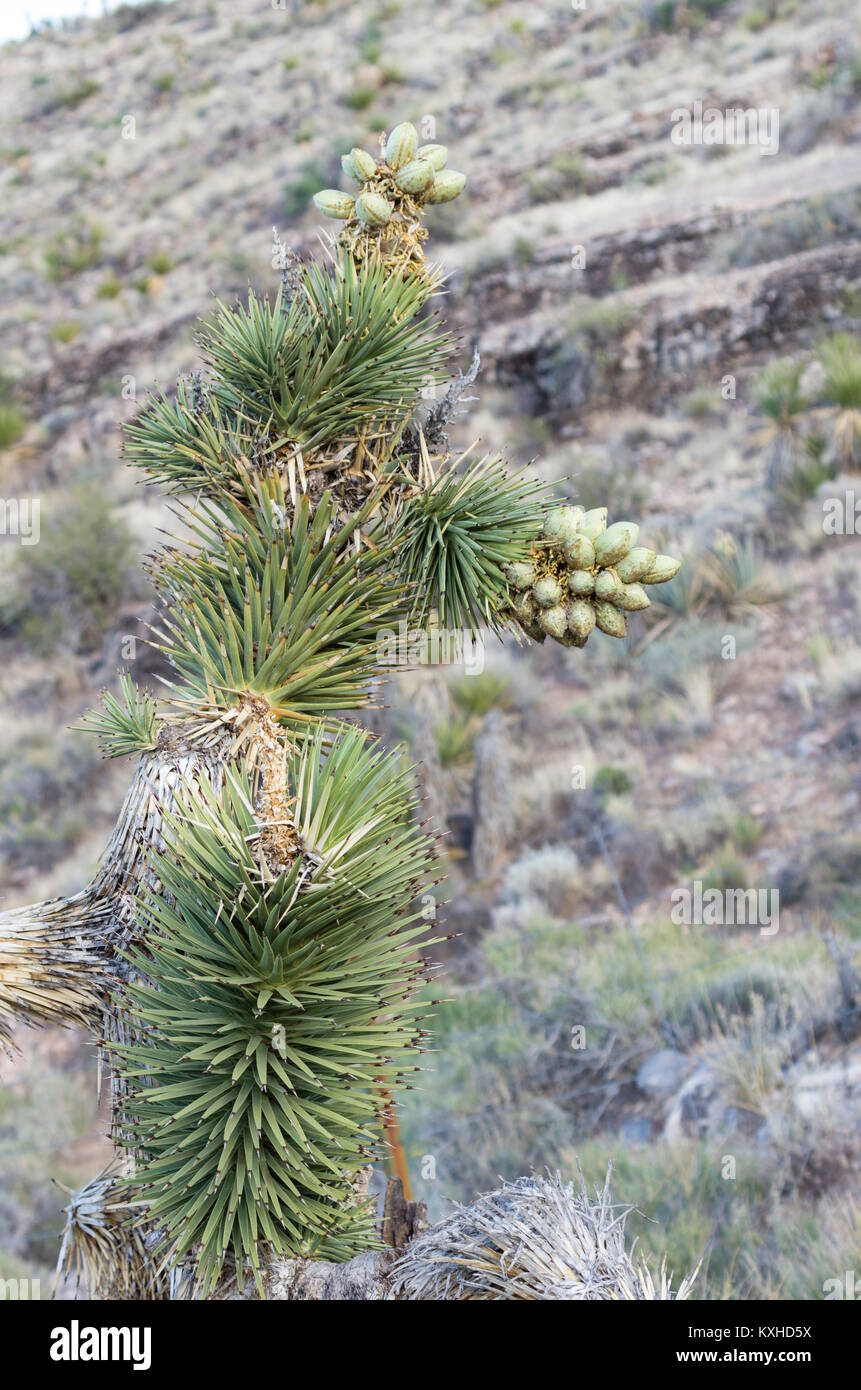 Joshua Tree ou Yucca brevifolia dans la Red Rock Canyon National Conservation Area. Las Vegas, Nevada Banque D'Images