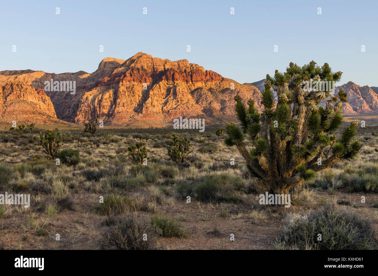 Vue sur la roche rouge des falaises, le Red Rock Canyon National Conservation Area avec Joshua Trees. Las Vegas, Nevada Banque D'Images