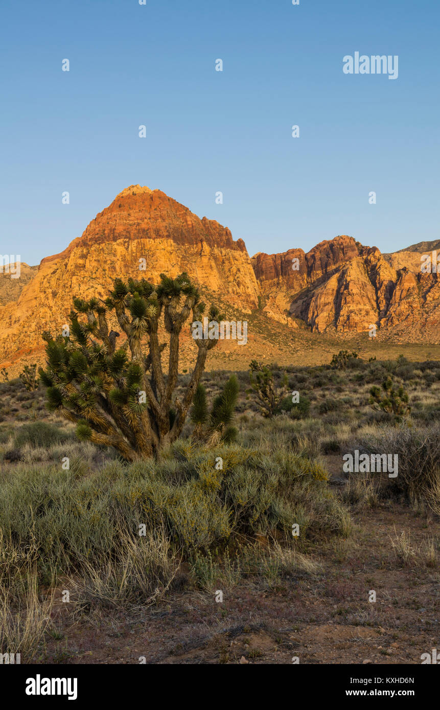 Vue sur la roche rouge des falaises, le Red Rock Canyon National Conservation Area avec Joshua Trees. Las Vegas, Nevada Banque D'Images