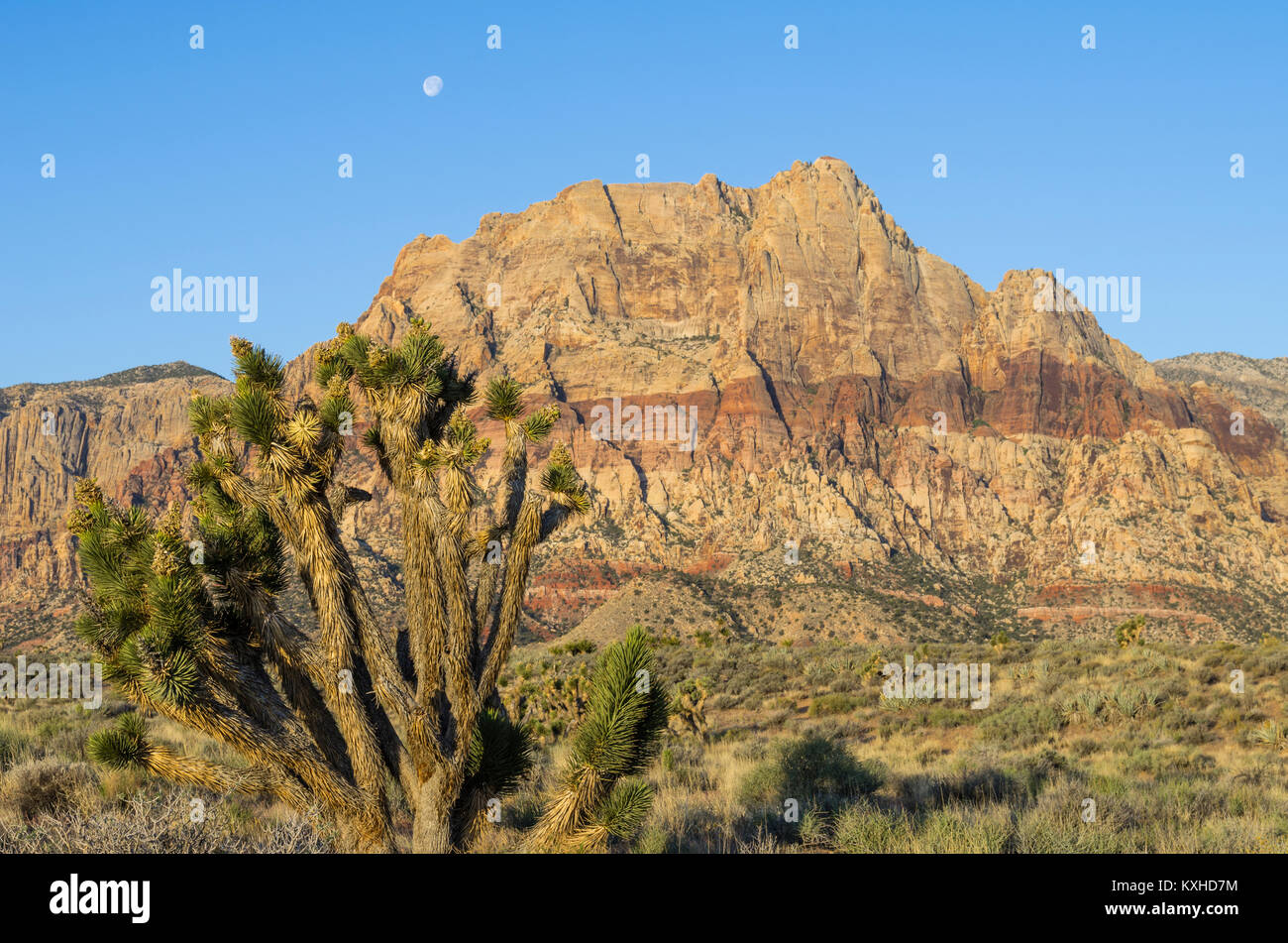 Vue sur la roche rouge des falaises, le Red Rock Canyon National Conservation Area avec Joshua Trees. Las Vegas, Nevada Banque D'Images
