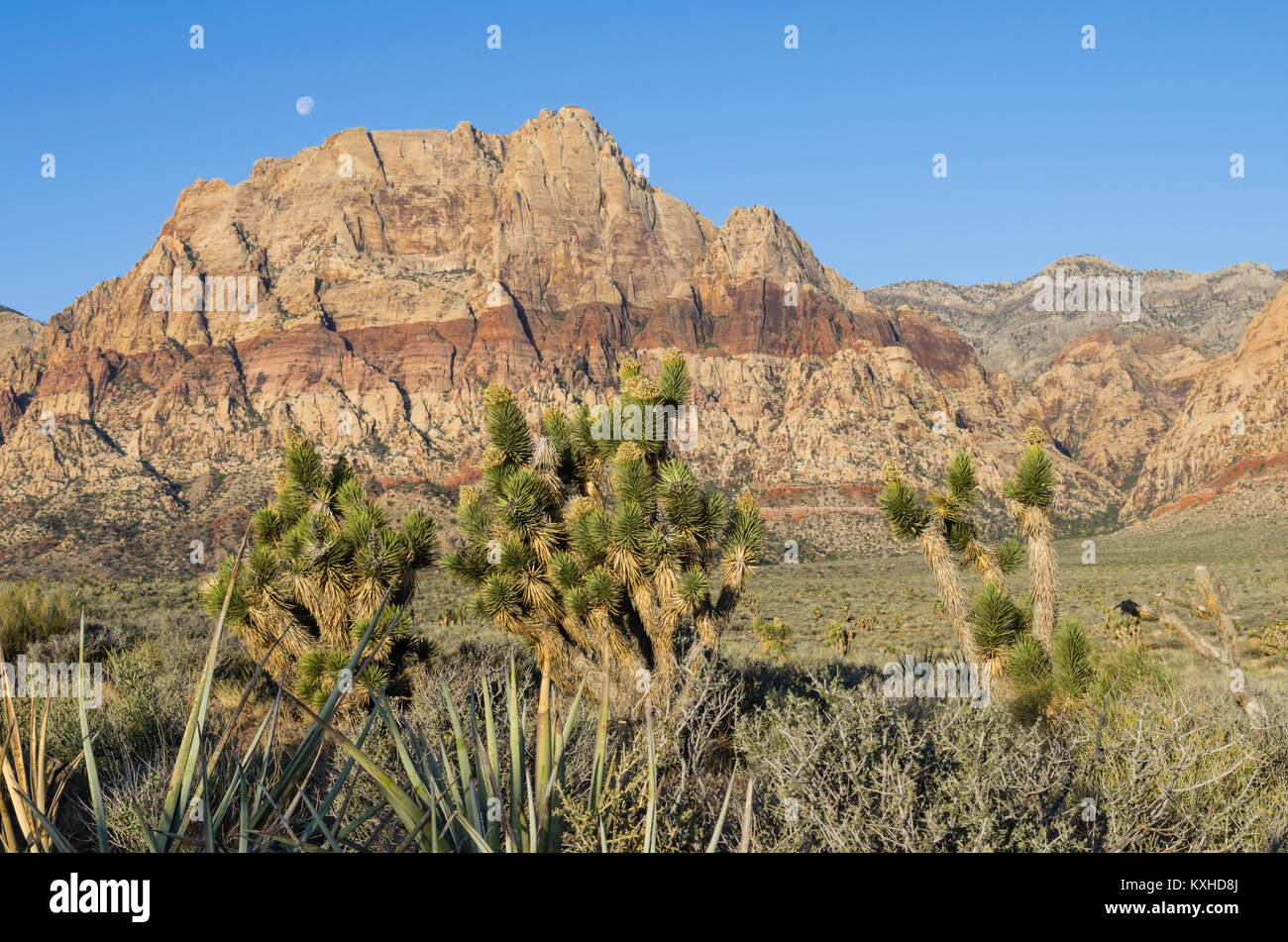 Vue sur la roche rouge des falaises, le Red Rock Canyon National Conservation Area avec Joshua Trees. Las Vegas, Nevada Banque D'Images