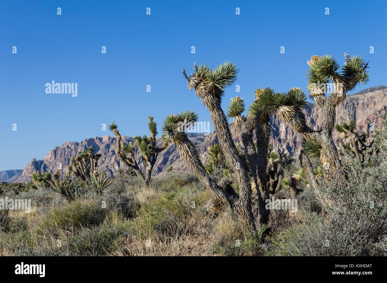 Joshua Trees ou Yucca brevifolia dans la Red Rock Canyon National Conservation Area Banque D'Images