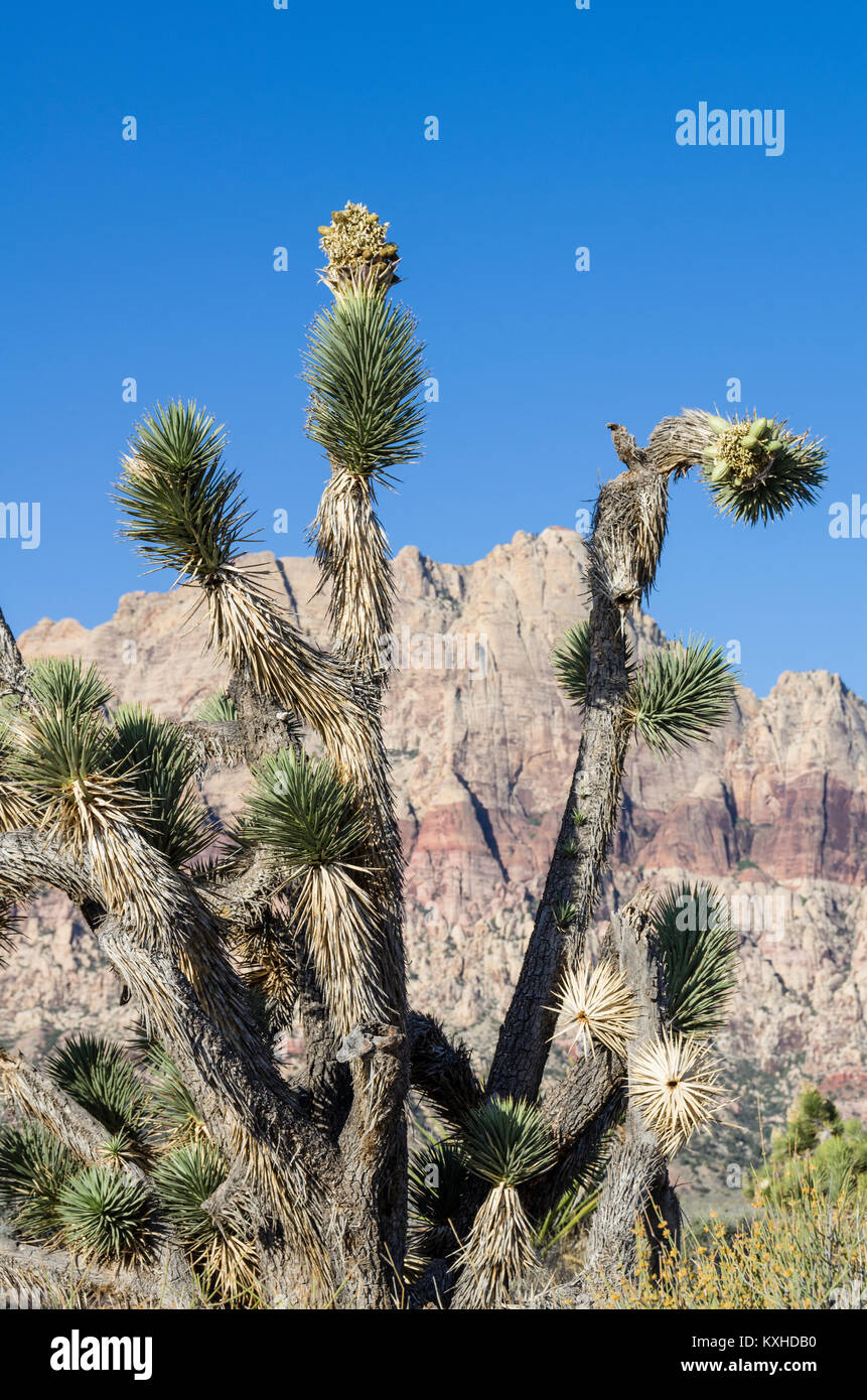 Joshua Trees ou Yucca brevifolia dans la Red Rock Canyon National Conservation Area Banque D'Images