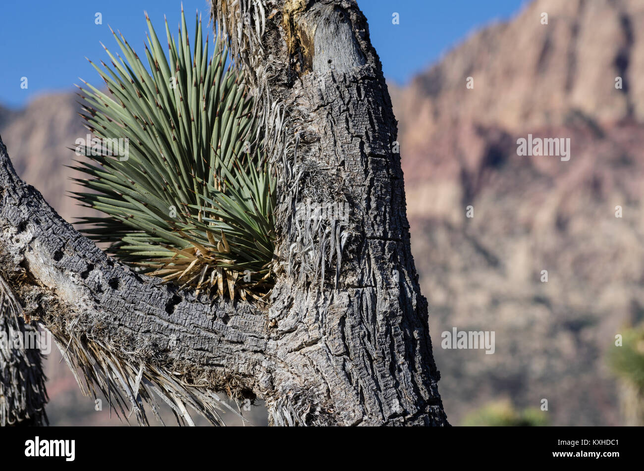 Joshua Trees ou Yucca brevifolia dans la Red Rock Canyon National Conservation Area. Las Vegas, Nevada Banque D'Images