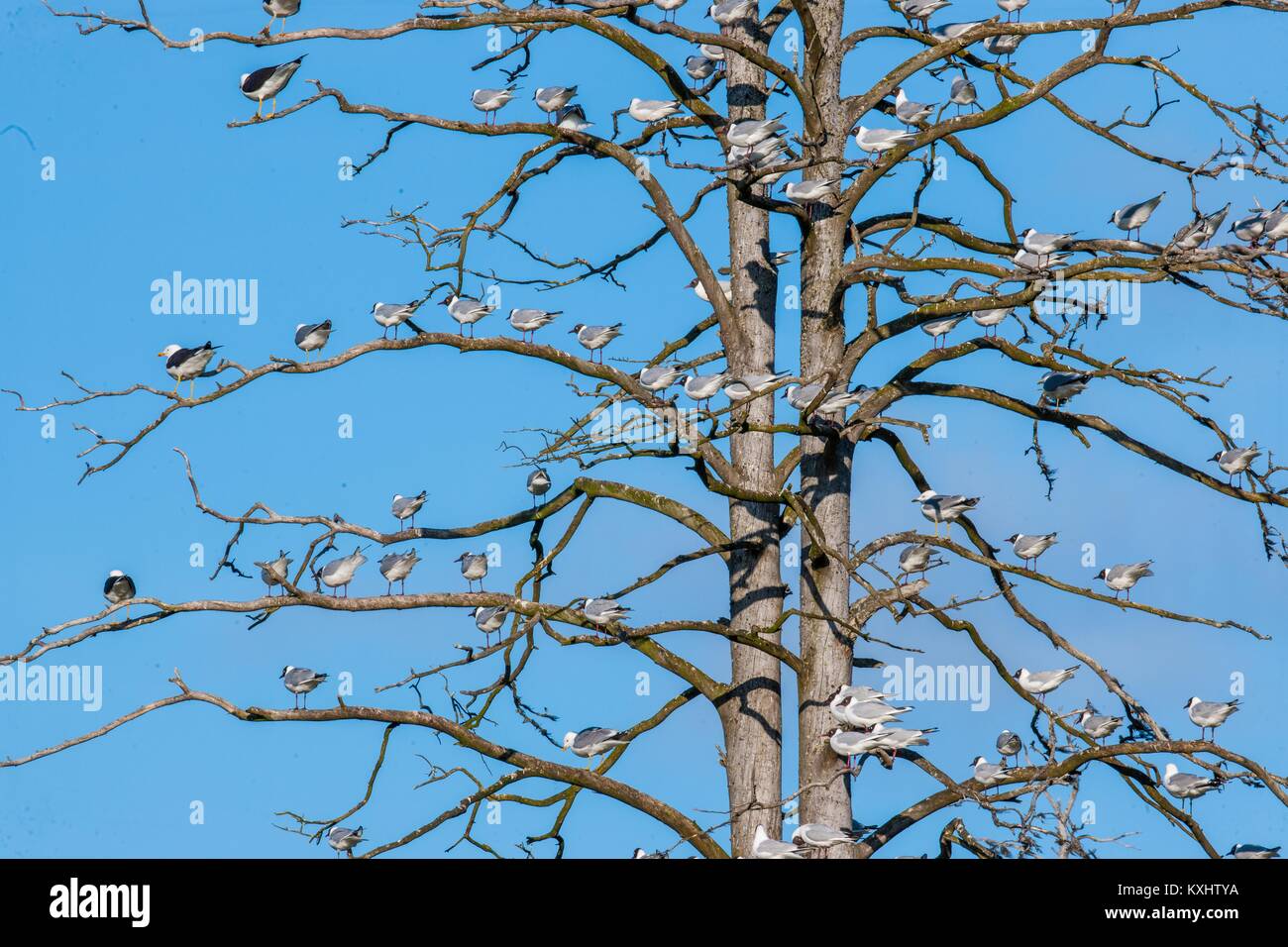 Mouettes sur l'arbre de printemps. Fond de Ciel bleu naturel Banque D'Images