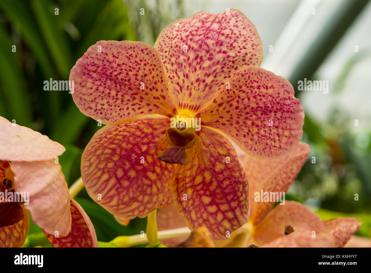 Fleur d’orchidée Banque D'Images