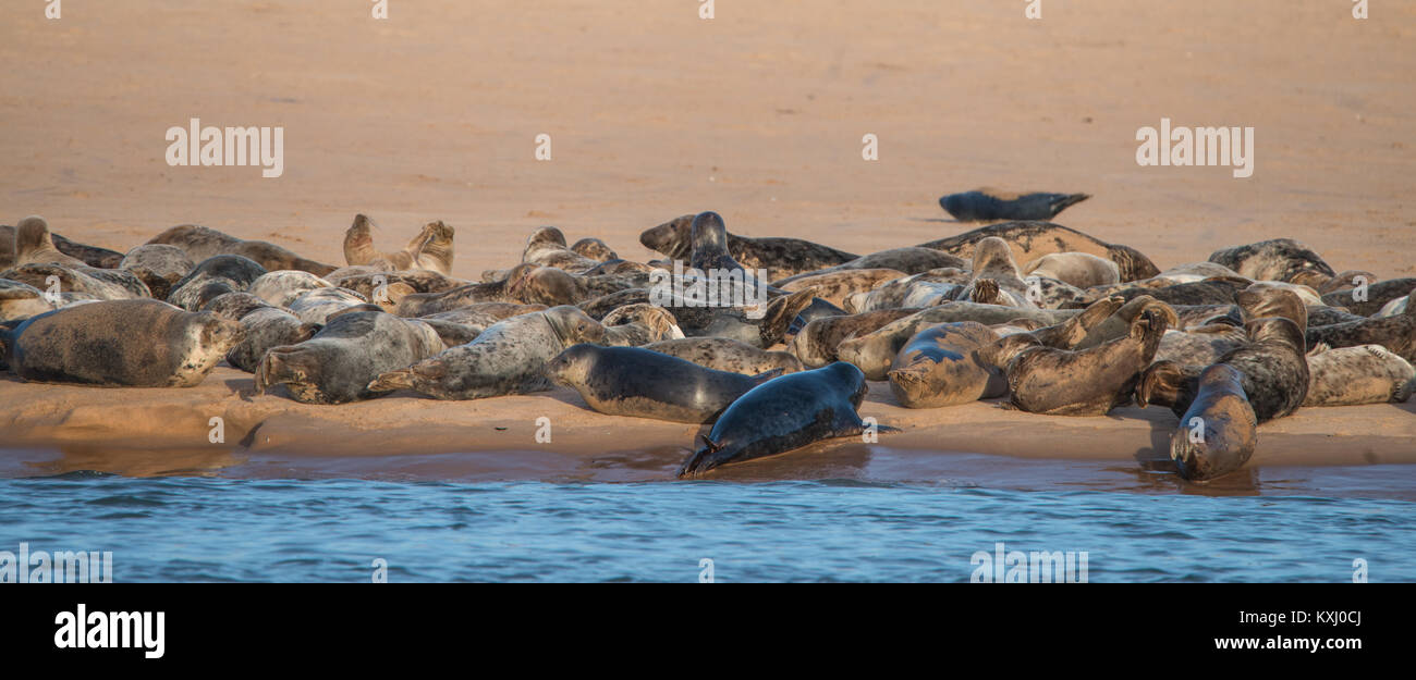 Sortir du phoque gris, Ythan Estuaire, l'Aberdeenshire Banque D'Images