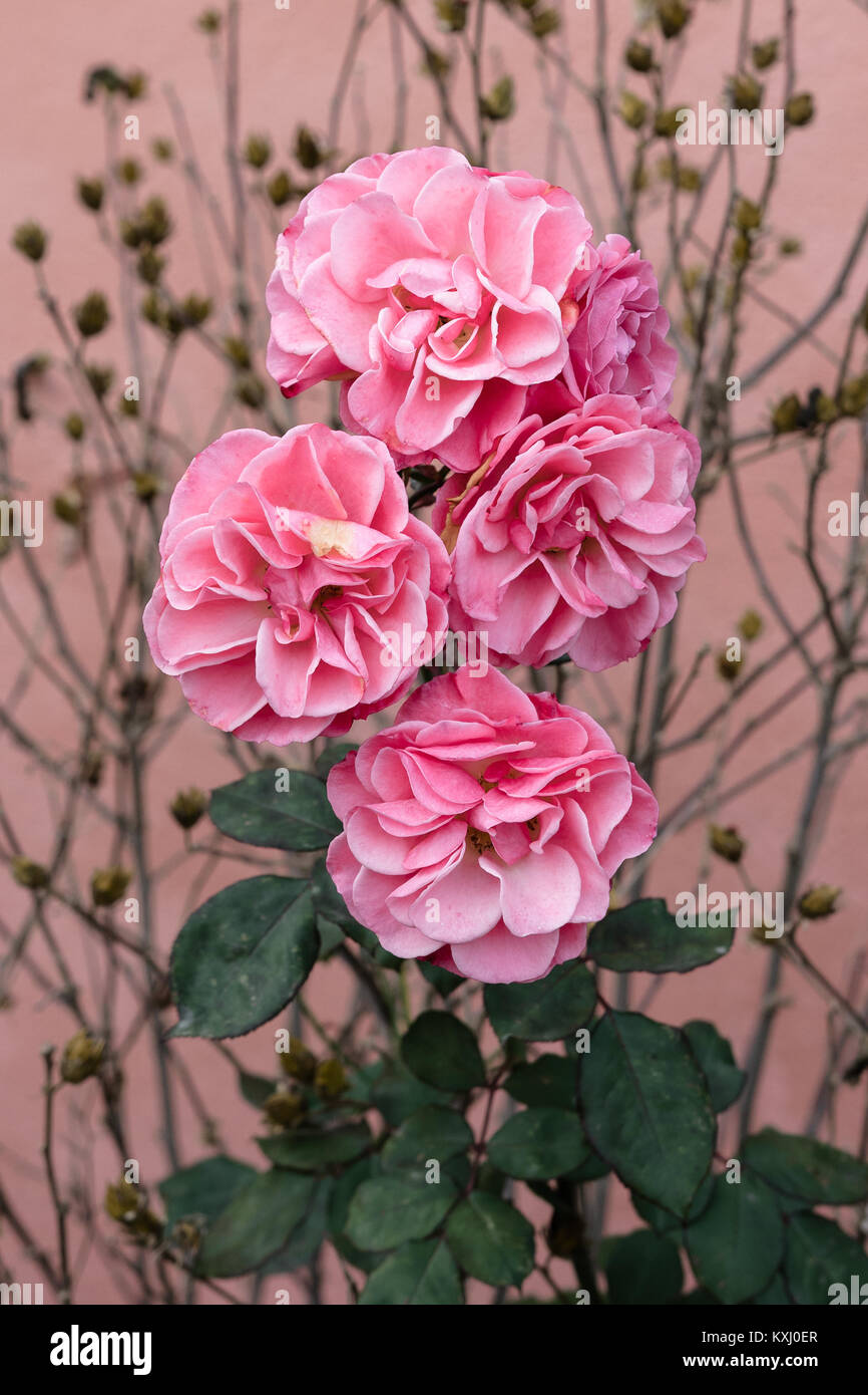Fleurs De Couleur Pastel En Plein Air Près De Limage Dun