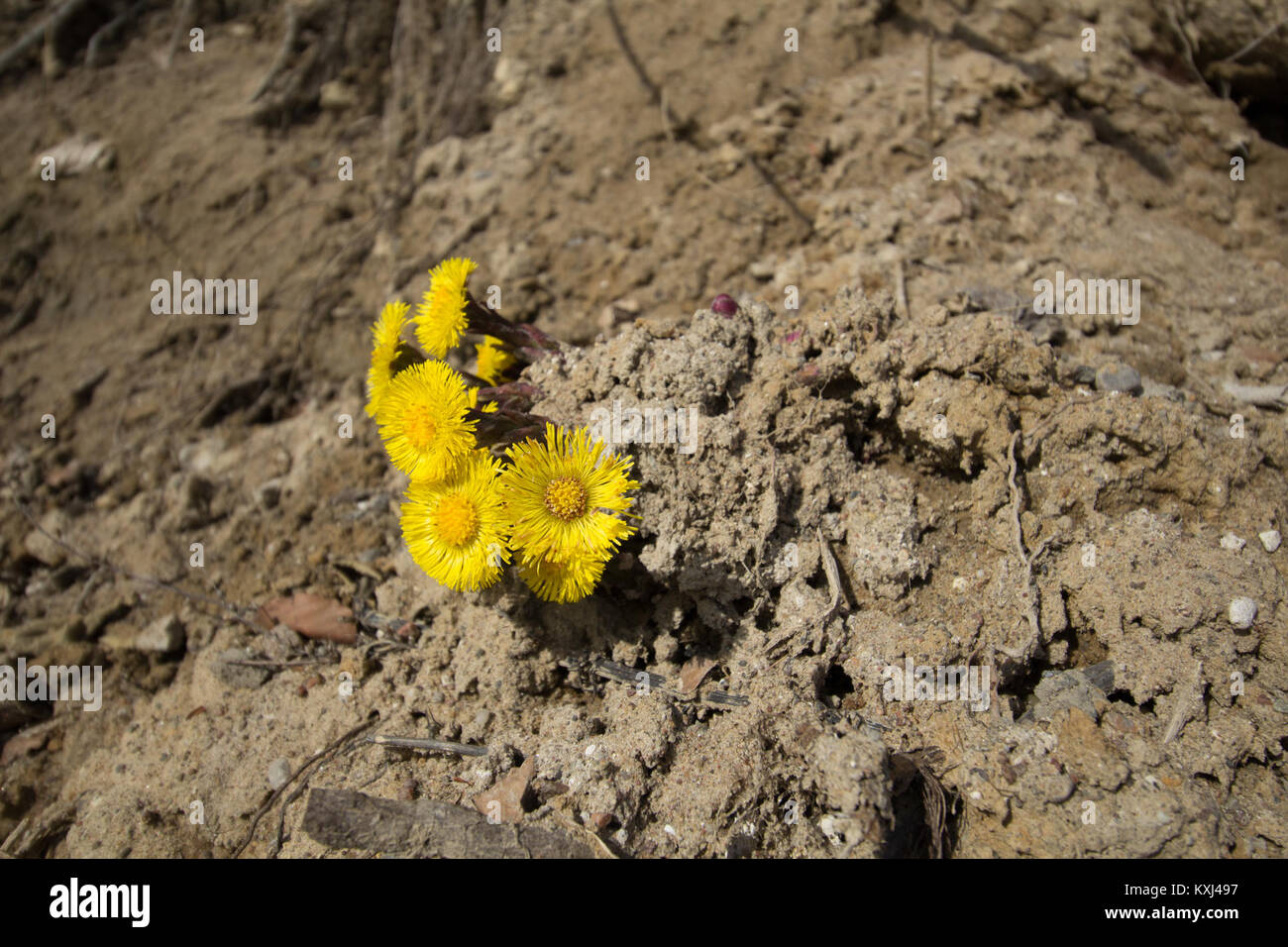 Blumen an der Steilküste in Sassnitz auf Rügen 2 Banque D'Images