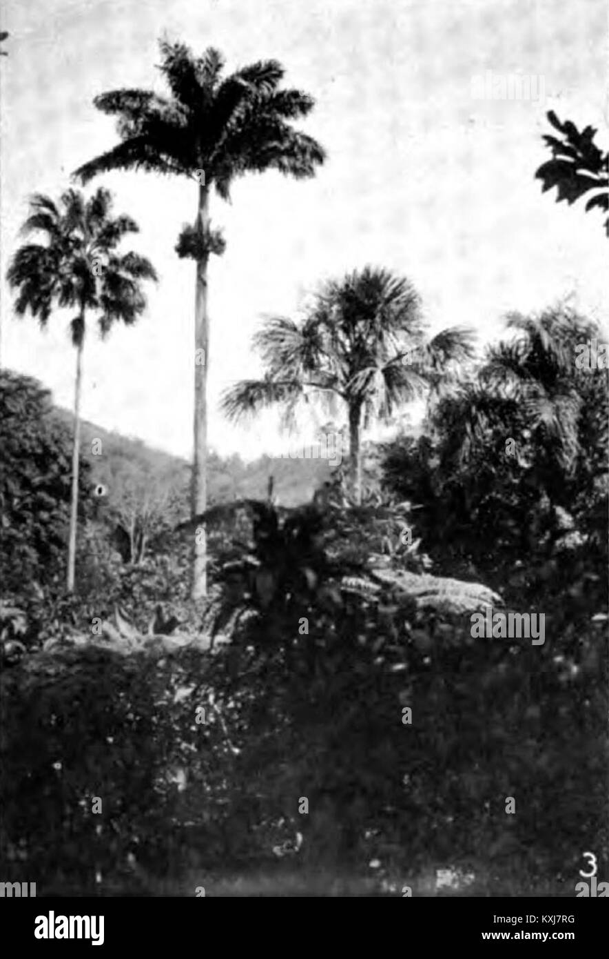 Publication de 1920 sur les produits forestiers tropicaux, axée sur trois espèces : Livistona subglobosa, Euterpe oleracea et Mauricia flexuosa. Ces espèces sont importantes pour leur rôle économique et écologique dans les forêts tropicales. Banque D'Images