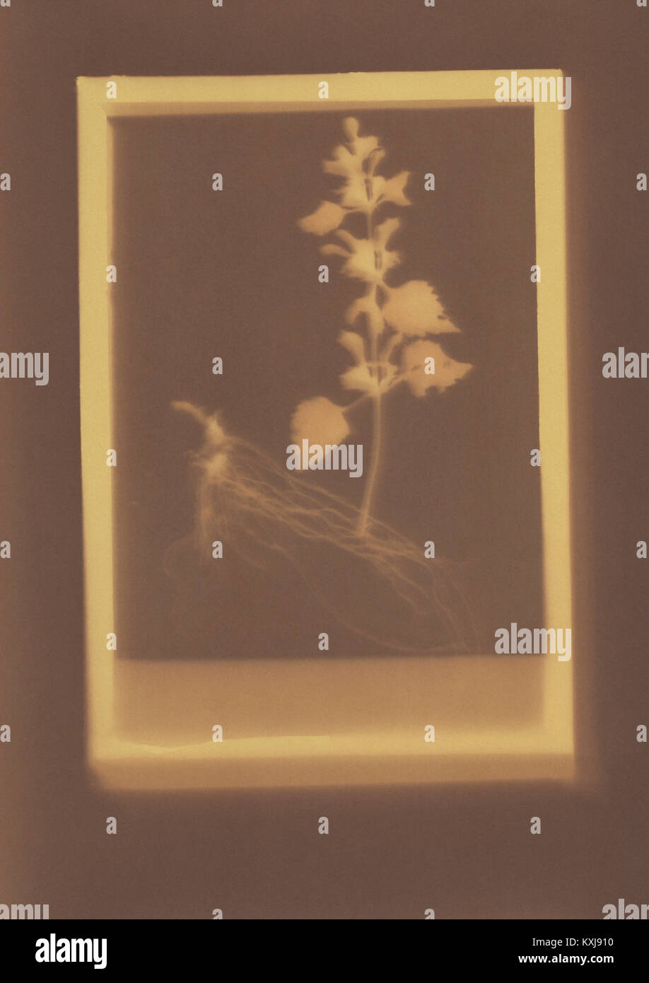 Dessin photogénique d'un spécimen de plante de Deadnettle Banque D'Images