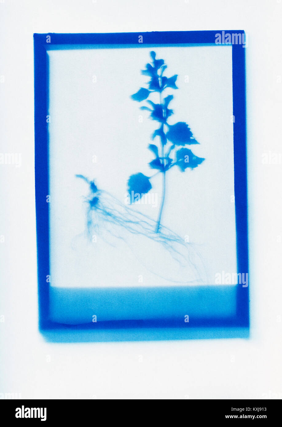 Dessin photogénique inverse d'un échantillon de plante de Deadnettle Banque D'Images