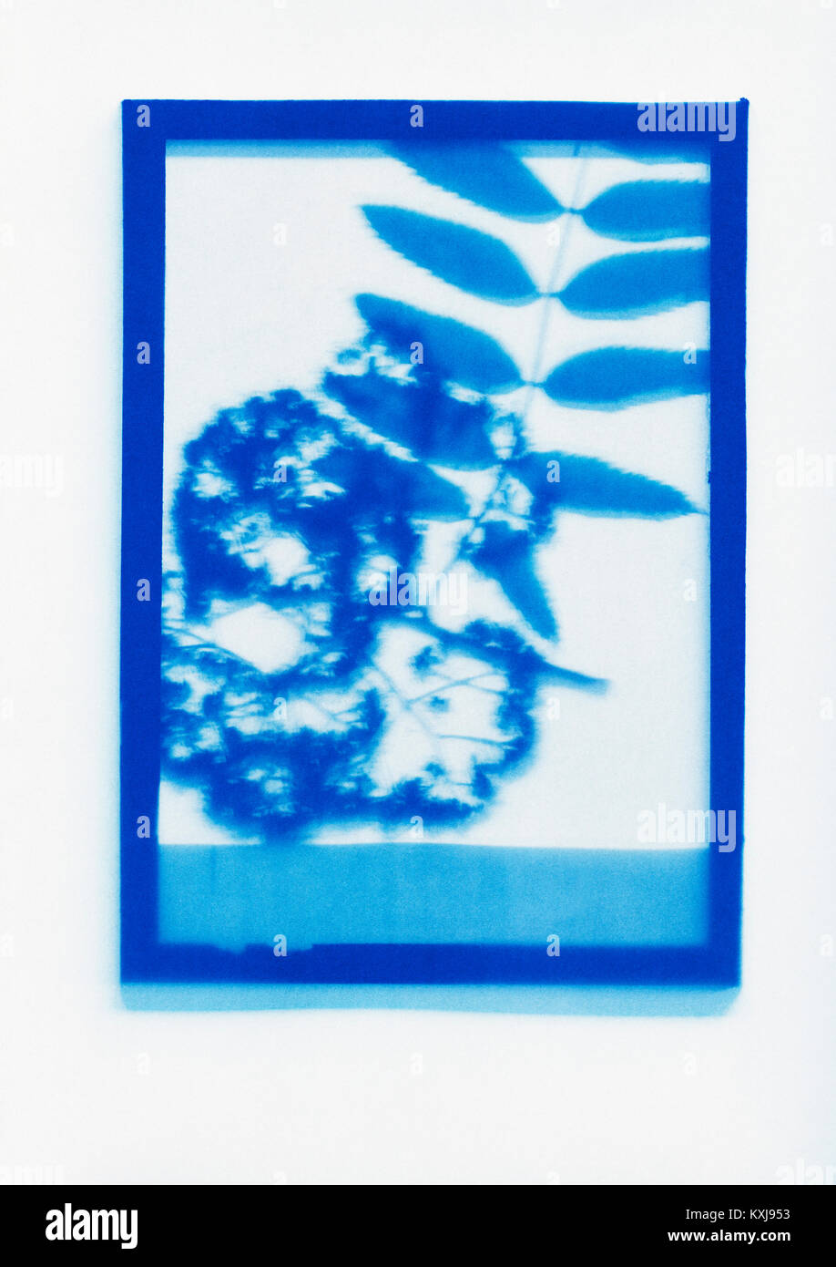 Dessin photogénique inverse d'un échantillon de plante de Rowan Banque D'Images