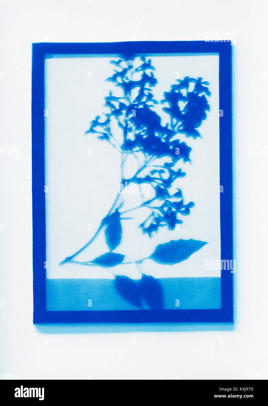Dessin photogénique inverse d'un spécimen de plante à fleurs Banque D'Images