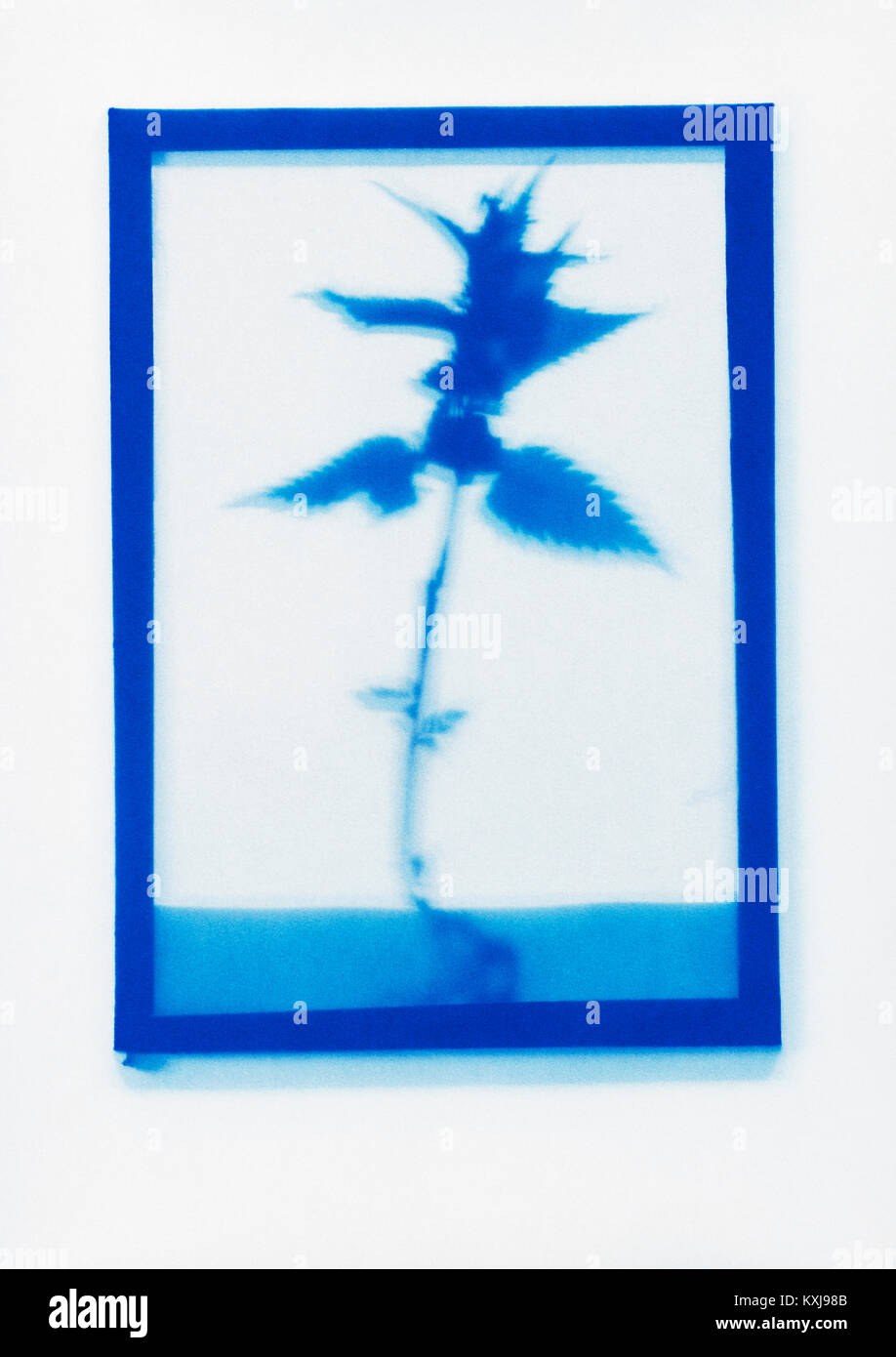 Dessin photogénique inverse d'un échantillon de plante de la Deadnettle blanche Banque D'Images