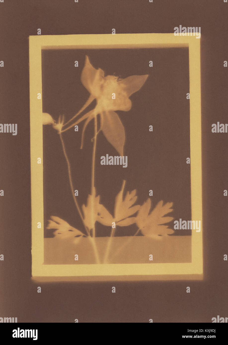 Dessin photogénique d'un spécimen de plante Columbine Banque D'Images