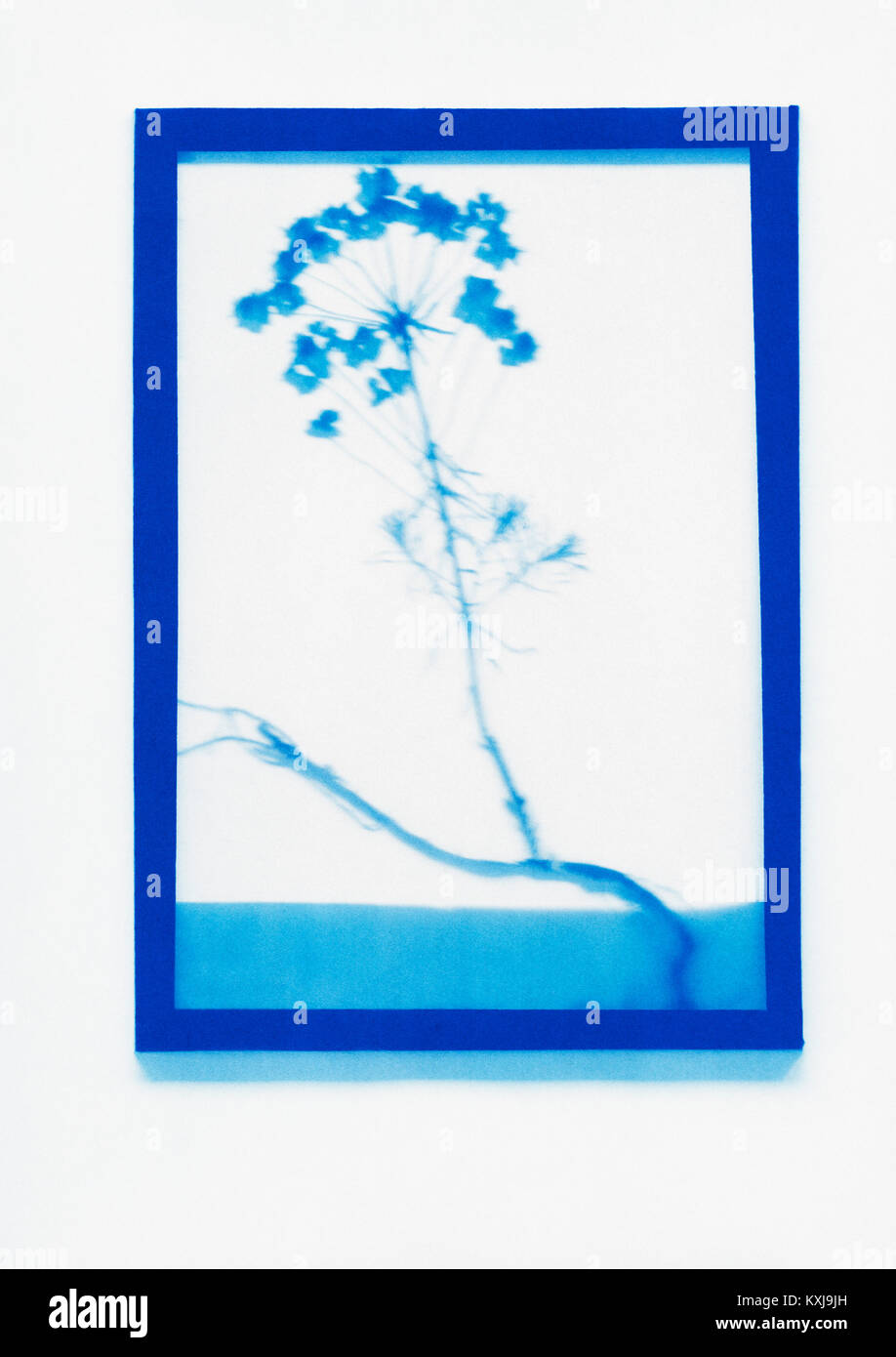 Dessin photogénique inverse d'un échantillon de plante Cypress Spurpurge Banque D'Images