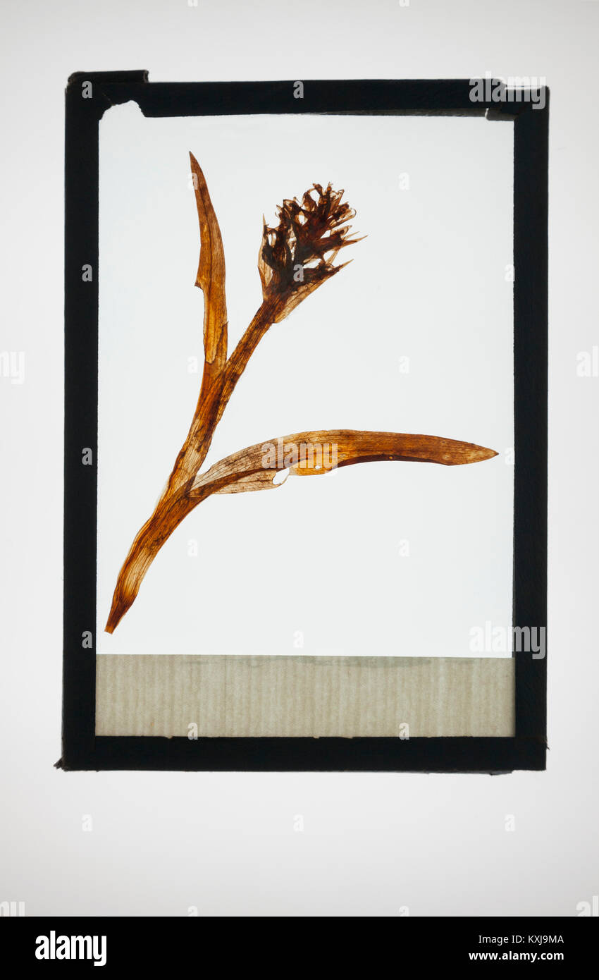 Reproduction d'un spécimen de fleur Banque D'Images