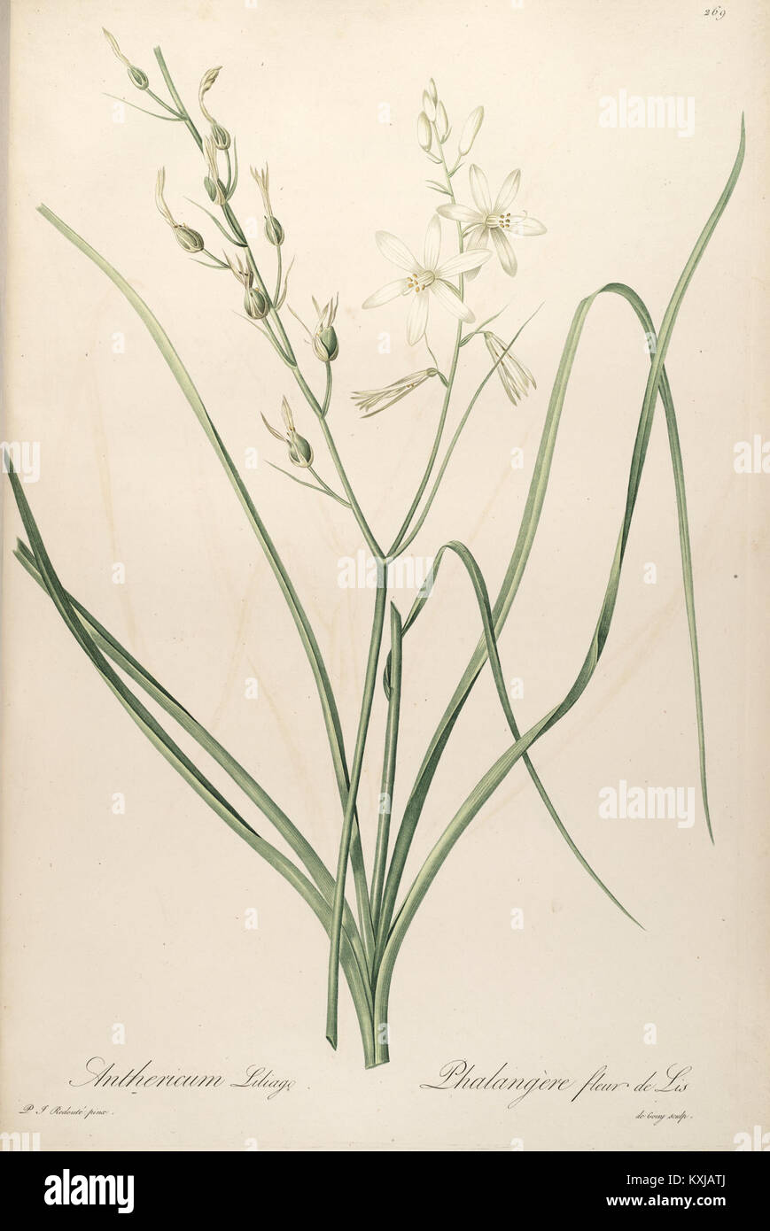 Anthericum liliago - Les Liliacées - Tome 5 Banque D'Images