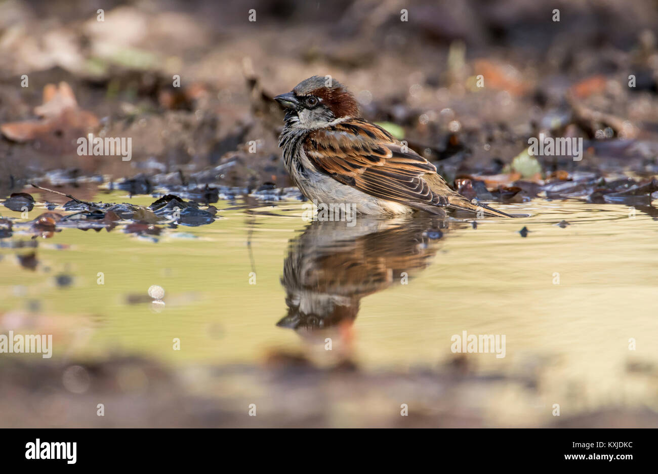 Homme moineau domestique (Passer domesticus) baignant dans une flaque Banque D'Images
