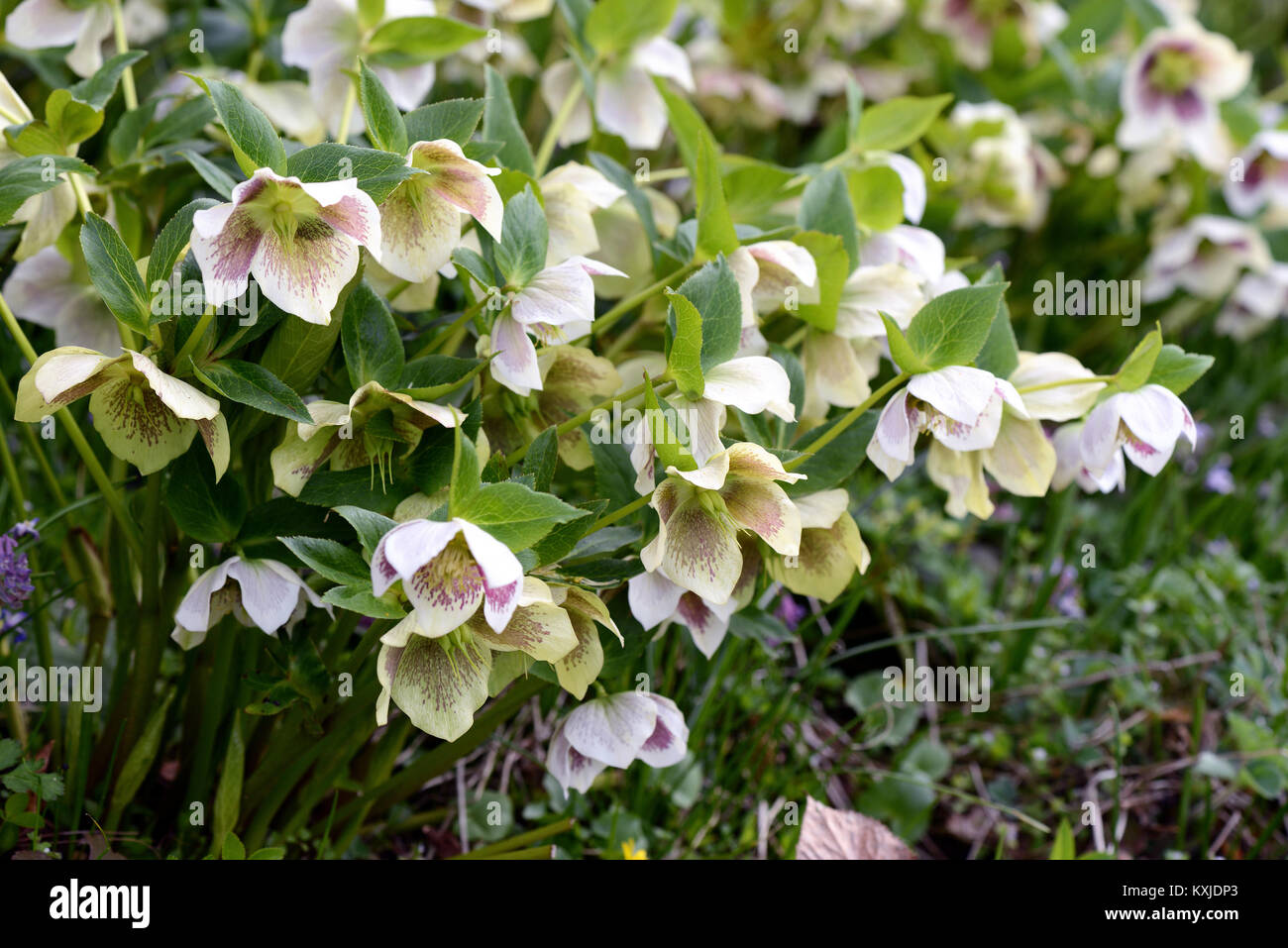 L'hellébore blanc tacheté vert Fleurs dans jardin. printemps. Banque D'Images