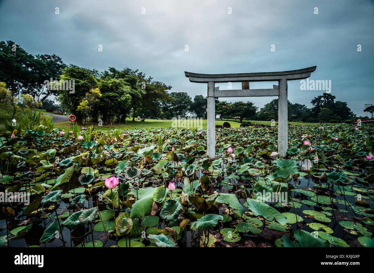 Belle mare aux lotus à Singapour le jardin chinois, un parc public dans l'Est de Jurong, à Singapour. Conçu par un architecte de Taiwan. Banque D'Images