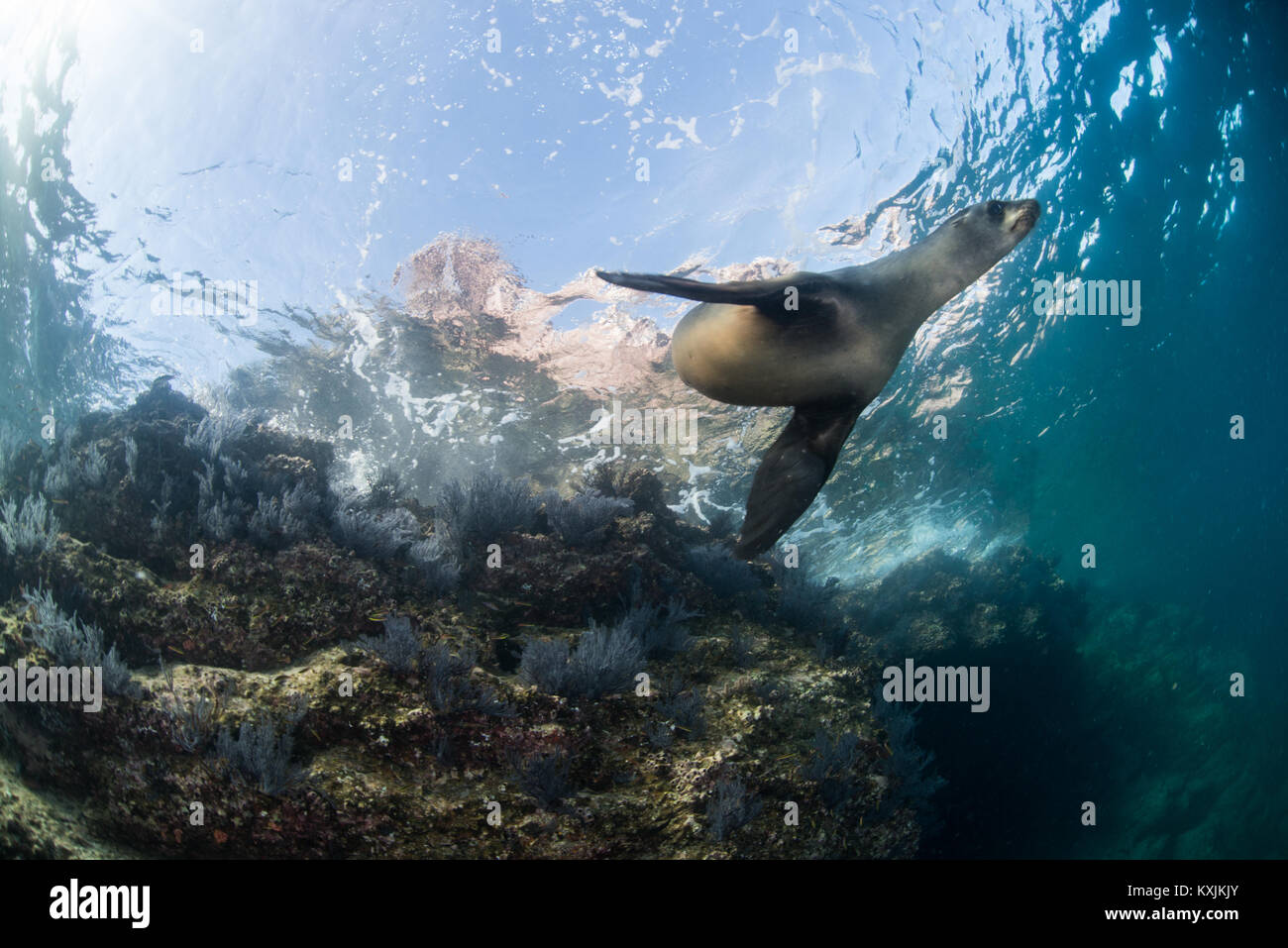 Lion de mer, La Paz, Baja California Sur, Mexique Banque D'Images