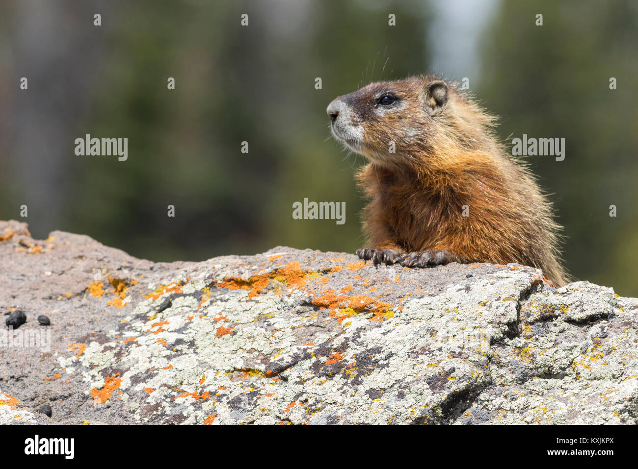 À ventre jaune (Marmota flaviventris), close-up, Yellowstone National Park, Wisconsin, United States, Amérique du Nord Banque D'Images