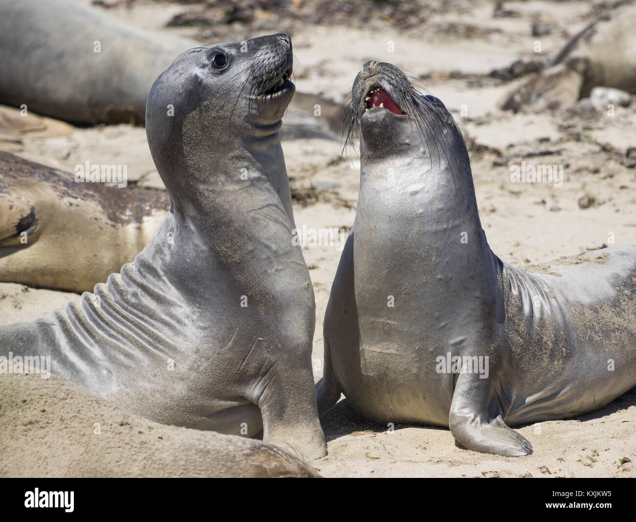 Les mâles éléphants de mer (Mirounga angustirostris) sparring, Ano Nuevo State Park, Pescadero, California, United States Banque D'Images