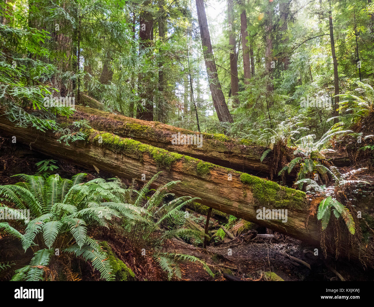 Les arbres tombés, Armstrong Redwoods Parc Naturel, California, United States, Amérique du Nord Banque D'Images