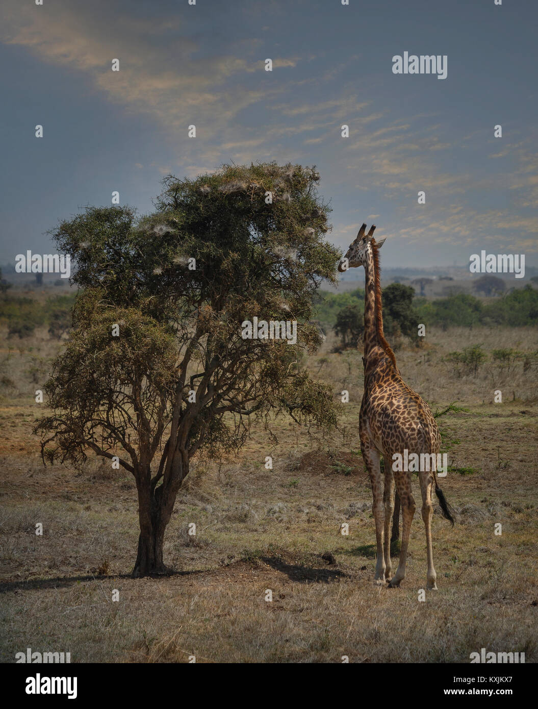 Girafe manger les feuilles sur l'arbre, le Parc National de Nairobi, Nairobi, Kenya, Afrique Banque D'Images