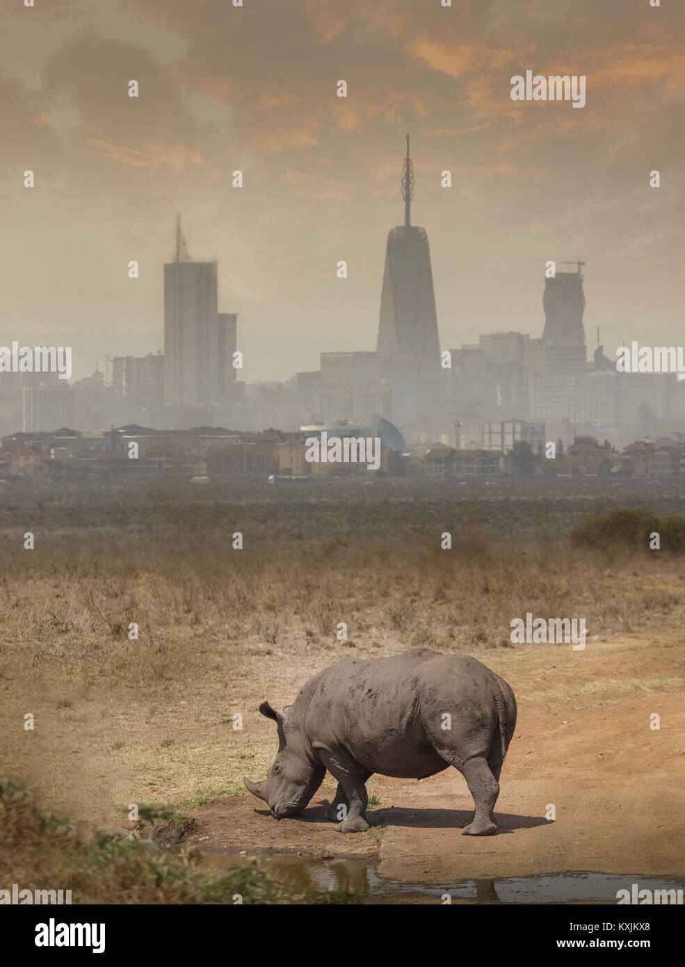 Les rhinocéros noirs du pâturage, le Parc National de Nairobi, Nairobi, Kenya, Afrique Banque D'Images