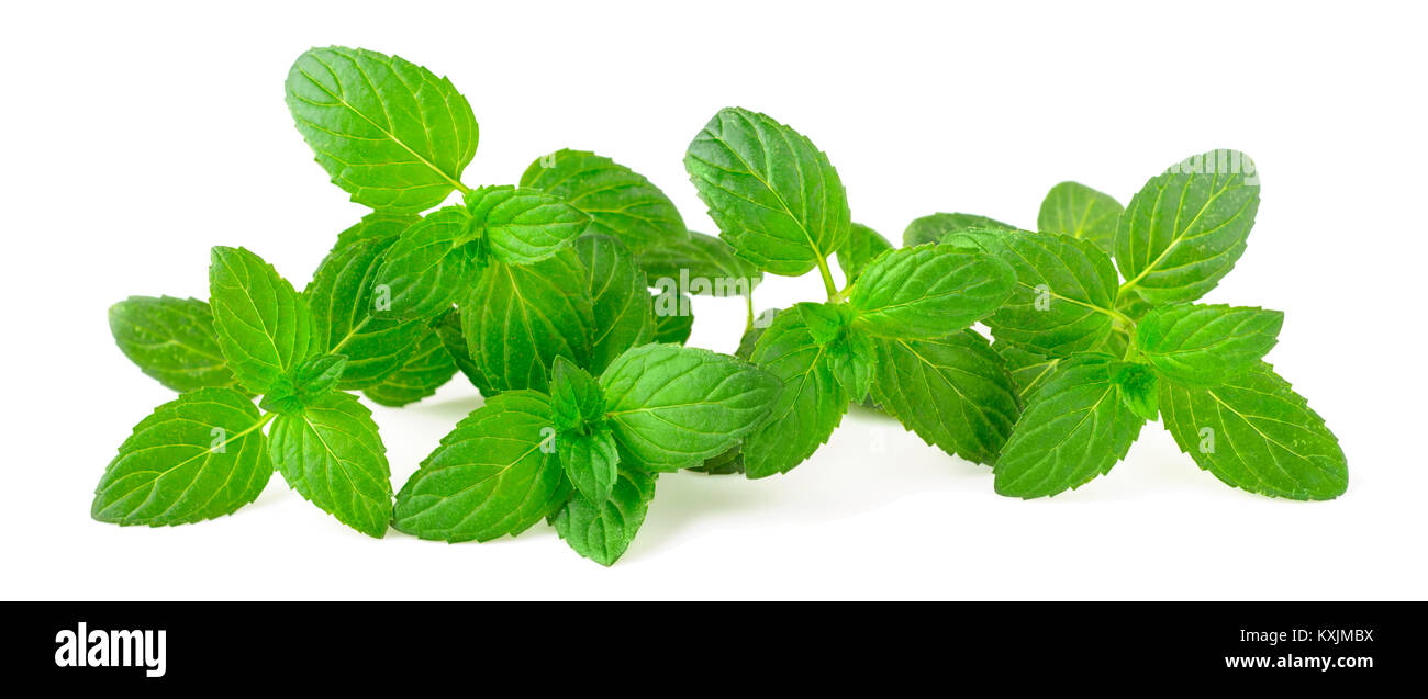 Menthe fraîche isolated on white Banque D'Images