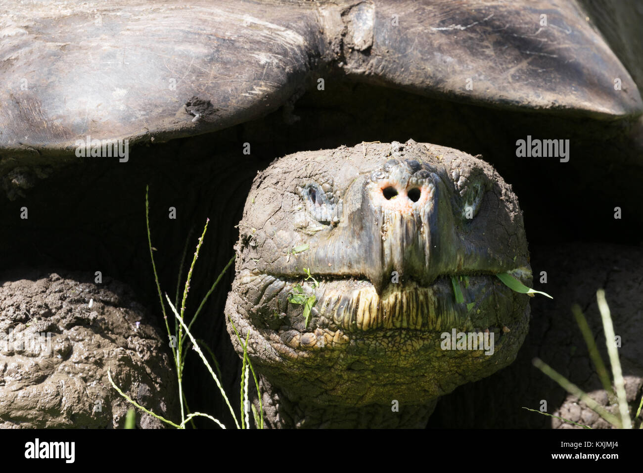 Tortue géante des Galapagos ( Chelonoidis nigra ), Close up de tête, l'île de Santa Cruz, îles Galapagos Équateur Amérique du Sud Banque D'Images Tortue géante des Galapagos ( Chelonoidis nigra ), Close up de tête, l'île de Santa Cruz, îles Galapagos Équateur Amérique du Sud Banque D'Images