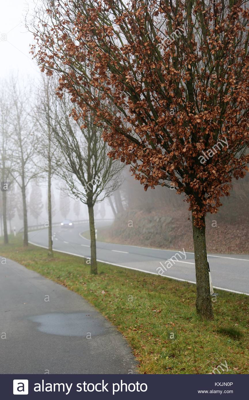 Arbres dans un épais brouillard dans une seule partie de la Franconie en Allemagne, un jour d'hiver Banque D'Images