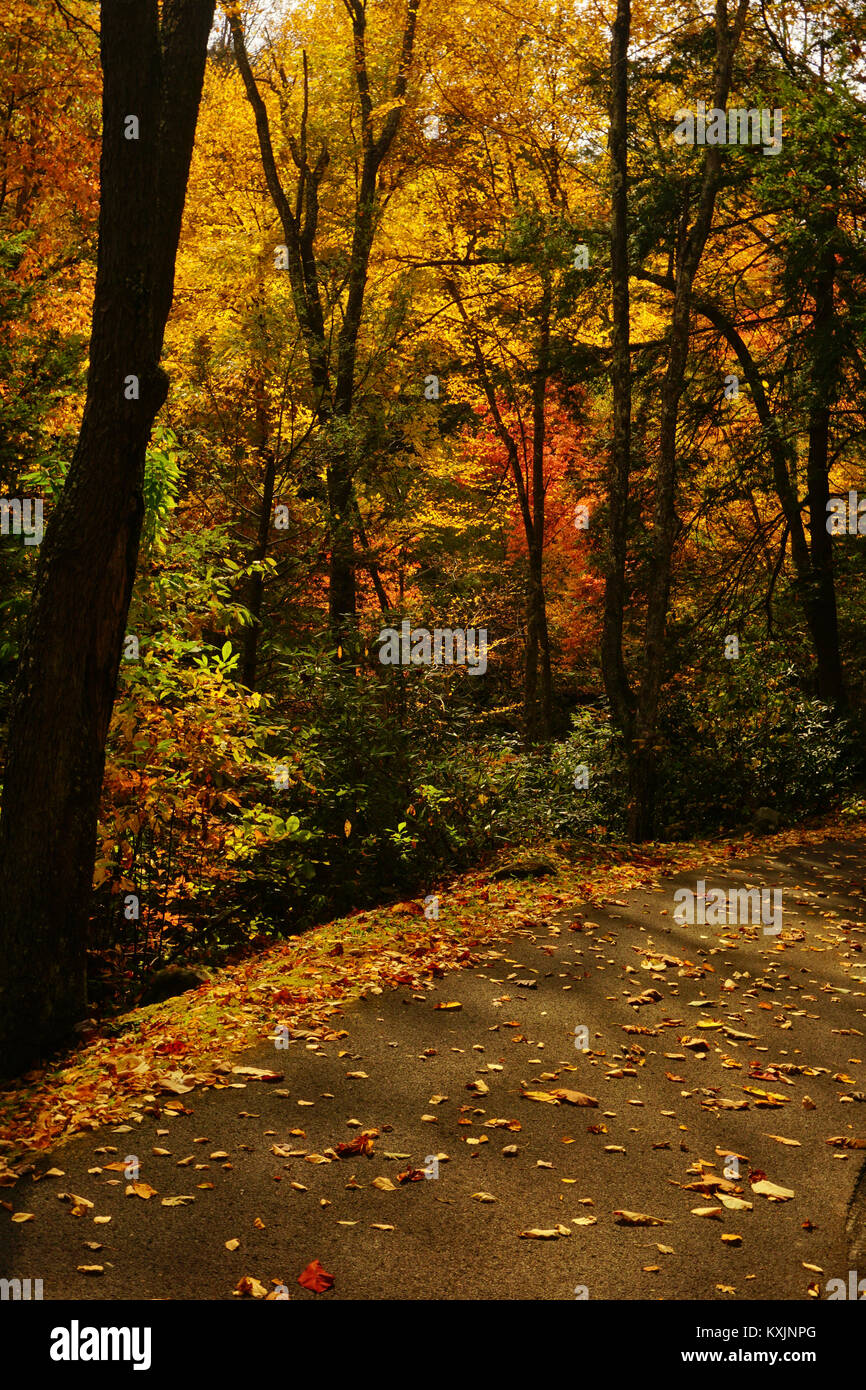 Route de campagne décoré en couleurs d'automne à Babcock State Park, West Virginia Banque D'Images