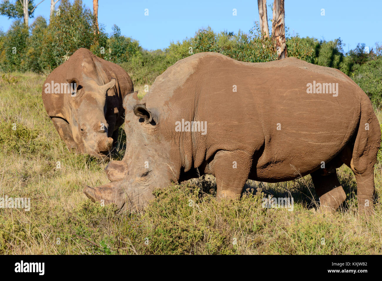 Rhinocéros blanc, Ceratotherium simum, Afrique du Sud, Safaris Porth Elizabeth, Schotia Private Game Reserve park Banque D'Images