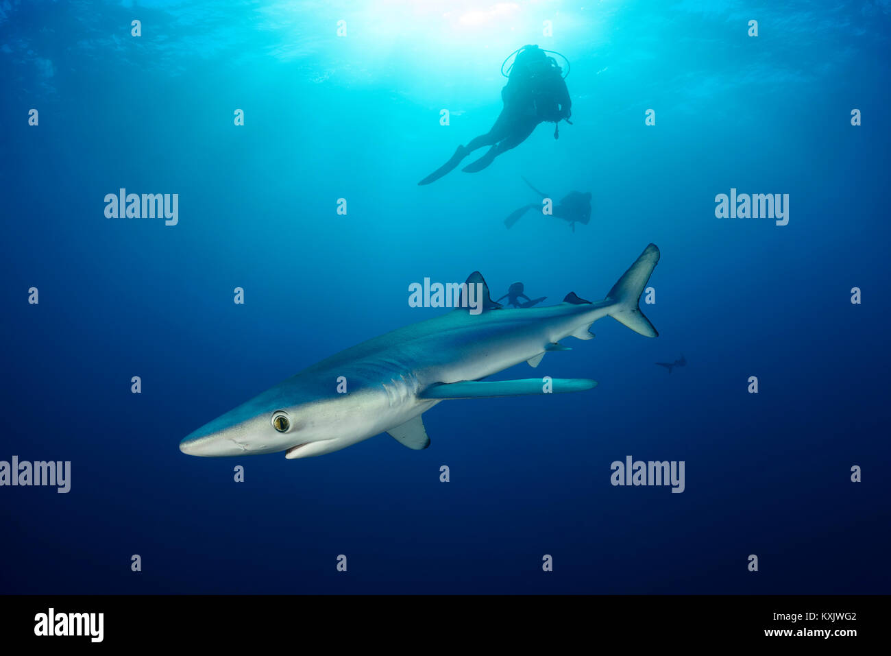 Le requin bleu et scuba diver, Prionace glauca, Cap de Bonne-Espérance, Afrique du Sud, au large des côtes de l'Atlantique Banque D'Images