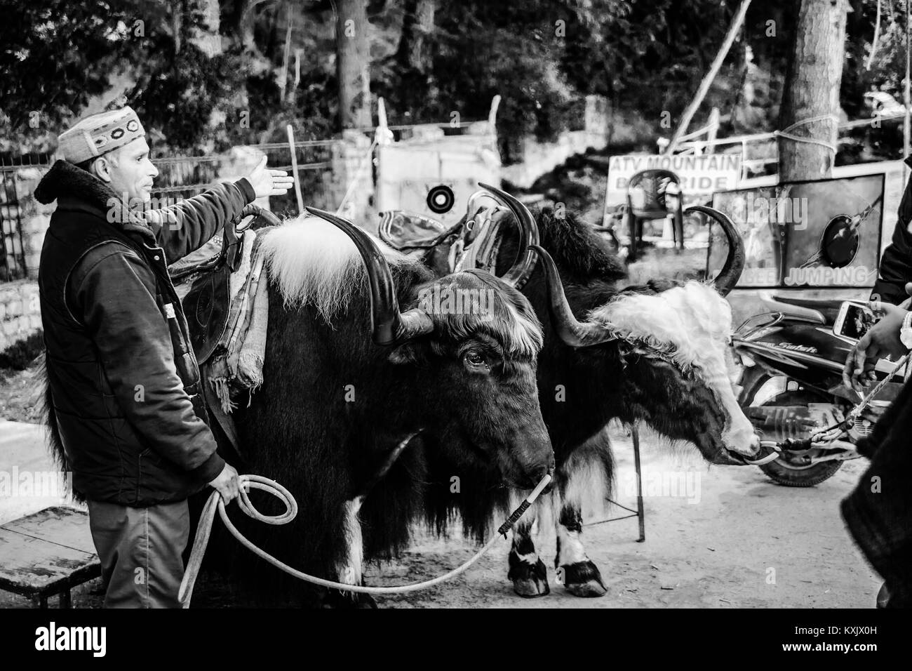 Manali la vie - Himachal Pradesh - Inde © Sauriêl Ltd | Samantha | Scholl | www.saurielcreative.com fb.com/SaurielPhotography Banque D'Images