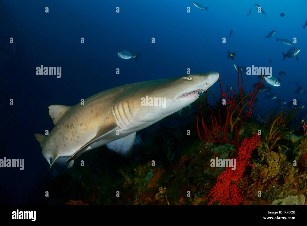 Sand tiger shark ou Raggedthoothed, requin Carcharias taurus Porth, Elizabeth, la baie d'Algoa, Nelson Mandela Bay, Afrique du Sud, de l'Océan Indien Banque D'Images
