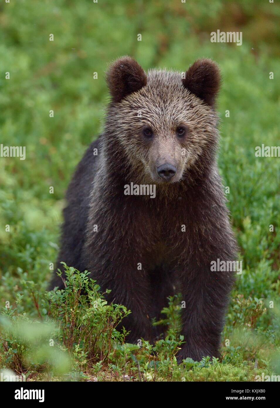 Cub de l'ours brun (Ursus arctos arctos) dans la forêt de l'été. Fond vert naturel Banque D'Images